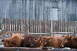 Herd of Young Beef Heifers