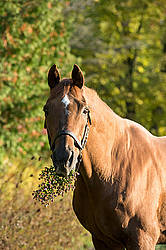 Thoroughbred horse eating wildflowers