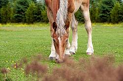 Young Belgian draft horse