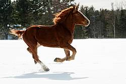 Belgian draft horse galloping through snow