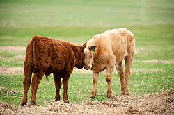 Beef Calves
