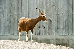 Goat in barn yard
