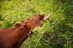 Beef cow eating berries