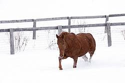 Single chestnut horse trotting through deep snow