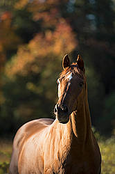 Portrait of a Thoroughbred horse