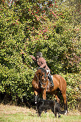 Woman picking apples from tree on horseback
