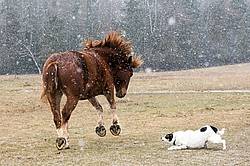 Belgian draft horse and farm dog having a showdown