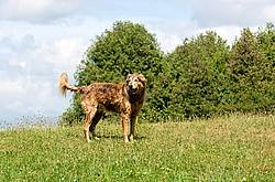 Brown dog in field