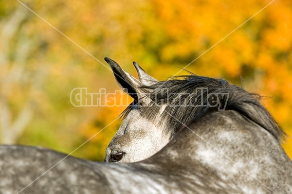 Portrait of a grey horse looking over his back