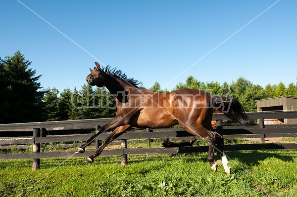Bay Thoroughbred horse running and playing in his paddock