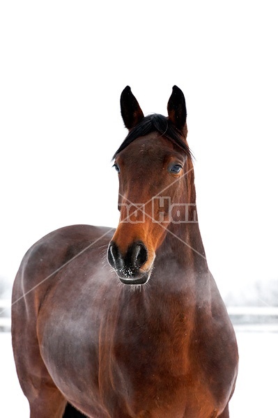 Portrait of a horse in the winter