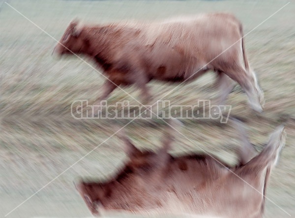 Cow walking by photographed with a slow shutter speed to imply motion