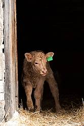 Baby Beef CAlf Standing in Doorway