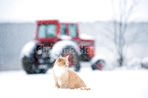Orange barn cat sitting in the snow