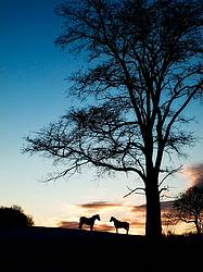 Two Horses Silhouetted Against Colorful Evening Sky