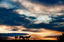 Horses silhouetted against dramatic sky and clouds