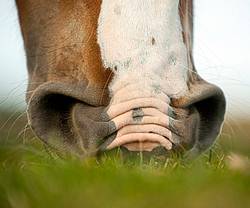 Close-up photo of a horse muzzle