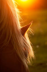 Close-up of horse in the setting sun