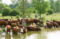 Beef cattle drinking from a farm pond. 