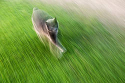 Gray cat walking in grass