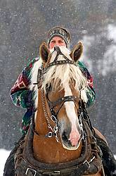 Woman Riding Belgian Stallion