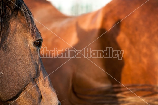 quarter horse mares