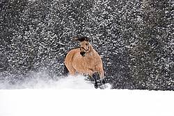 Single buckskin horse trotting through deep snow