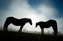Two horses standing in field silhouetted against sky