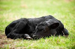 Newborn Black Angus beef calf