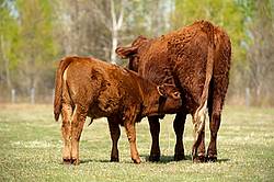 Beef Cow and Calf