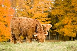 Yearling Highland Cattle on autumn pasture