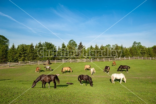 Herd of Rocky Mountain Horses, mares and foals on pasture.