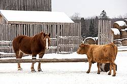 Belgian draft horse and Charolias cross cow in barnyard
