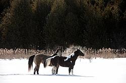 Two horses in deep snow in Ontario Canada