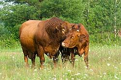 Red Angus bull standing with cow in field. 