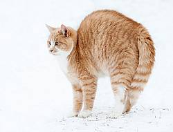 Orange cat standing in the snow with its back up