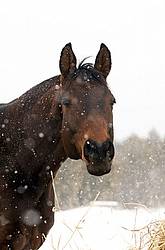 Bay Horse Outside in Winter
