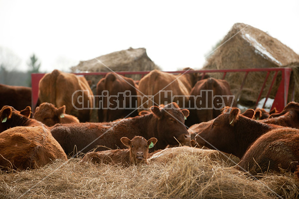 Beef cattle, cows and calves laying down outside in a bed of straw