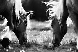 Two horses grazing