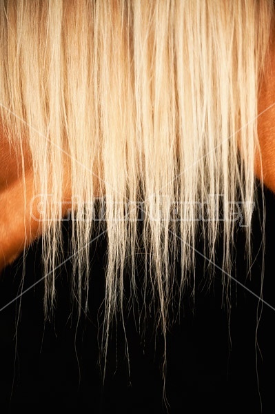 Close-up photo of blonde horse mane