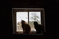 Two cats sitting in barn window