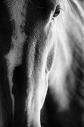 Closeup photo of horse face