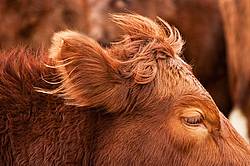 Beef Cow Portrait