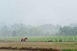 Horse standing in a heavy rainstorm