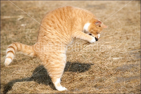 Orange cat playing with dirt