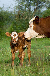 Mother cow licking baby beef calf