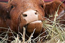 Closeup of Cow Nose