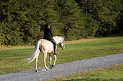 Woman riding a palomino horse