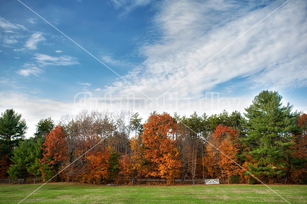 Colored trees at edge of farm field
