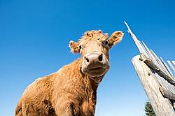 Beef cow standing beside wind break fence with blue sky in background